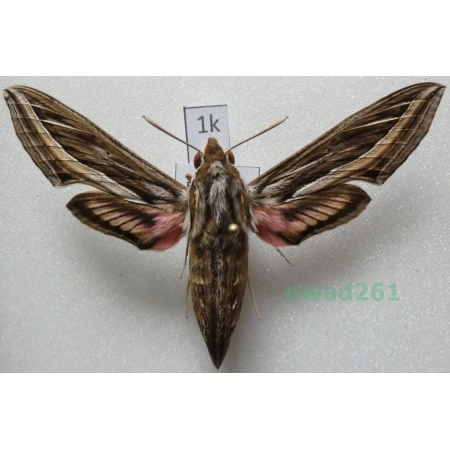 Hippotion celerio (Linnaeus, 1758) ex. ovo Greece1k